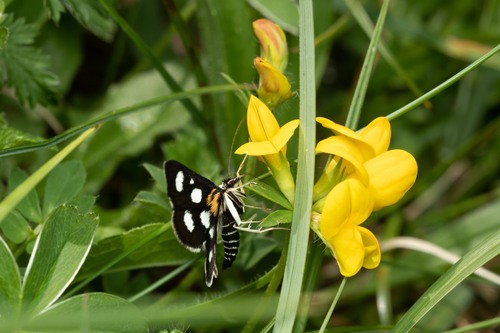 Anania funebris