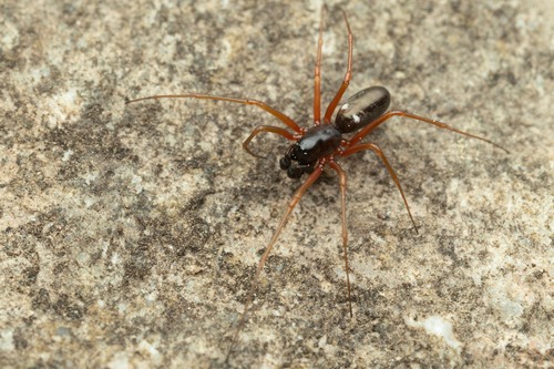 Microlinyphia pusilla