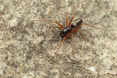 Microlinyphia pusilla