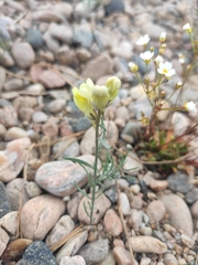 Linaria buriatica