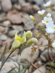 Linaria buriatica
