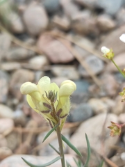 Linaria buriatica