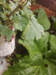 Pristiphora appendiculata