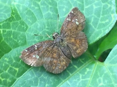 Pseudocoladenia dan dhyana