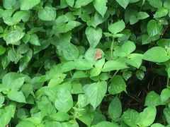 Pseudocoladenia dan dhyana