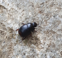 Sphaeridium marginatum