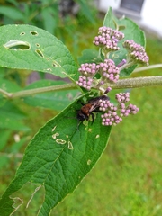 Andrena thoracica
