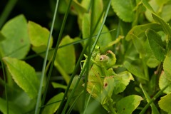 Rhogogaster punctulata