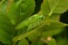 Rhogogaster punctulata
