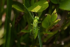 Rhogogaster punctulata