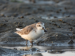 Calidris pygmaea