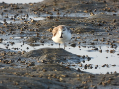 Calidris pygmaea