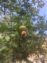 Punica granatum