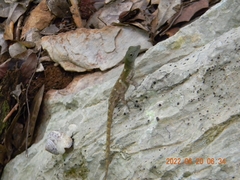 Anolis mestrei