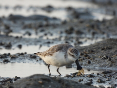 Calidris pygmaea