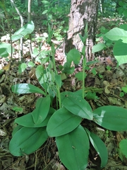 Galearis spectabilis