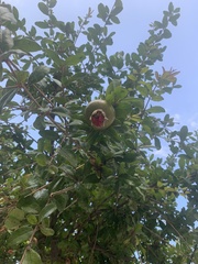 Punica granatum
