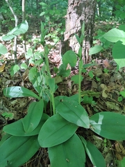 Galearis spectabilis