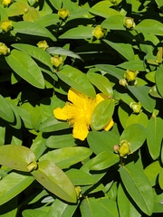 Hypericum calycinum