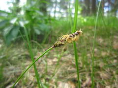 Carex ericetorum