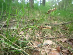 Carex ericetorum