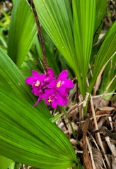 Spathoglottis unguiculata
