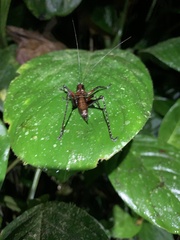 Ecuaneduba aequatorialis