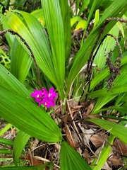 Spathoglottis unguiculata