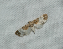 Eupithecia breviculata
