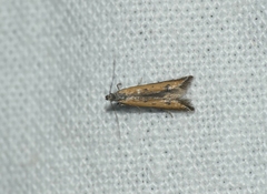 Mesophleps trinotella