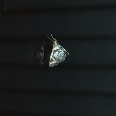 Chrysendeton medicinalis