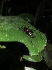 Ecuaneduba aequatorialis