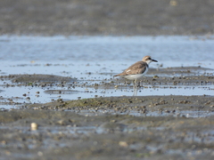 Charadrius leschenaultii