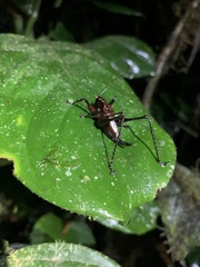 Ecuaneduba aequatorialis