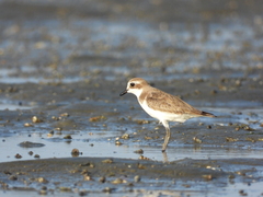 Charadrius