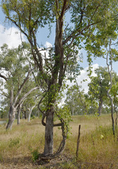 Eucalyptus leptophleba