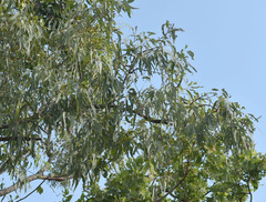 Eucalyptus leptophleba