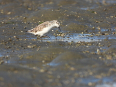 Calidris pygmaea