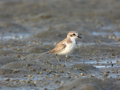Charadrius