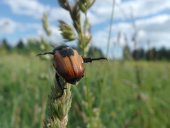Anisoplia austriaca
