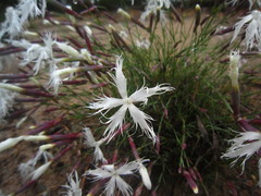 Dianthus arenarius