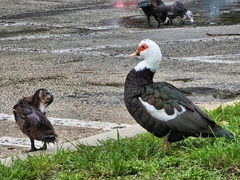 Cairina moschata domestica