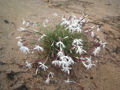 Dianthus arenarius