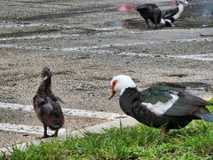 Cairina moschata domestica