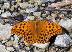 Argynnis anadyomene