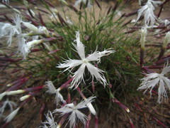 Dianthus arenarius