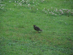 Spodiopsar cineraceus