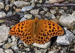 Argynnis anadyomene