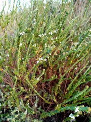 Gnidia spicata