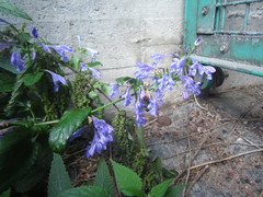 Nepeta grandiflora